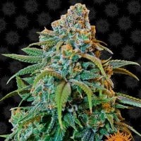 Tastebudz  Cannabis  Seeds  Gorilla  Gas  Auto