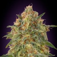 Tastebudz  Cannabis  Seeds  Grape  Gushers  Auto