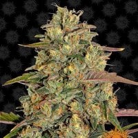 Tastebudz  Cannabis  Seeds  Lemon  Meringue  Auto