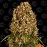 Tastebudz  Cannabis  Seeds  Mimosa  Auto