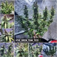 Tastebudz  Cannabis  Seeds  Peanut  Butter  Cookies  Auto