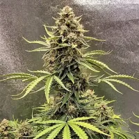 Tastebudz  Cannabis  Seeds  Peanut  Butter  Cookies