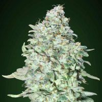 Tastebudz  Cannabis  Seeds  Purple  Punch  Auto
