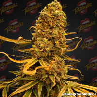 Tastebudz  Cannabis  Seeds  Vanilla  Frosting  Auto