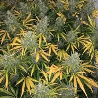 Tastebudz  Cannabis  Seeds  Vanilla  Frosting