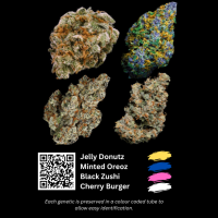 Terp  Farmz  Cannabis  Seeds  Feminized  Collection