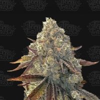 Terp  Treez  Co  Cannabis  Seeds  Auto  Bacio  Gelati