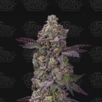 Terp  Treez  Co  Cannabis  Seeds  Auto  Tre  Lime  Sorbetto