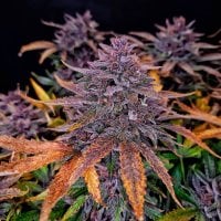 Top  Shelf  Elite  Cannabis  Seeds  Auto  Black  Sundae