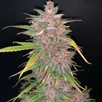 Top  Shelf  Elite  Cannabis  Seeds  Auto  Blueberry  Sugar  Pine