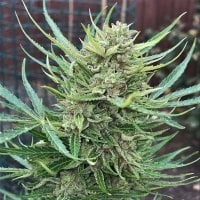 Top  Shelf  Elite  Cannabis  Seeds  Auto  Lemon  Biscotti