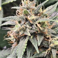 Top  Shelf  Elite  Cannabis  Seeds  Auto  Mac  Flurry