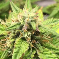 Top Shelf Elite Cannabis Seeds Auto Moon Fruit