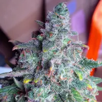 Top  Shelf  Elite  Cannabis  Seeds  Auto  Nightcrawler  Og