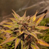 Top  Shelf  Elite  Cannabis  Seeds  Auto  Pineapple  Crack