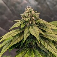 Top  Shelf  Elite  Cannabis  Seeds  Auto  Pink  Gelati