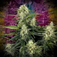 Top  Shelf  Elite  Cannabis  Seeds  Auto  Truffle  Berry