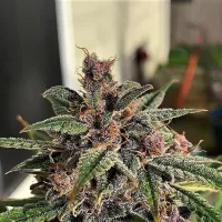 Top  Shelf  Elite  Cannabis  Seeds  Blueberry  Sugar  Pine