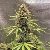 Top Shelf Elite Cannabis Seeds Cookie Breath