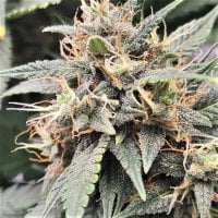 Top Shelf Elite Cannabis Seeds Mac Flurry