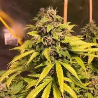 Top  Shelf  Elite  Cannabis  Seeds  Nightcrawler  Og