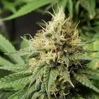 Top  Shelf  Elite  Cannabis  Seeds  Pineapple  Crack