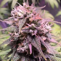 Top  Shelf  Elite  Cannabis  Seeds  San  Francisco  Sour  Dough