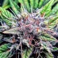 Top Shelf Elite Cannabis Seeds Sherbert Mimosa