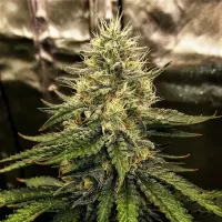 Top  Shelf  Elite  Cannabis  Seeds  Silver  Napalm