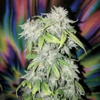Top  Shelf  Elite  Cannabis  Seeds  Skush
