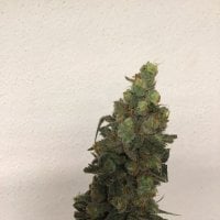 Trichome  Jungle  Cannabis  Seeds  Tropical  Orange  Soul