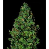 Vip  Cannabis  Seeds  Membrana  Auto