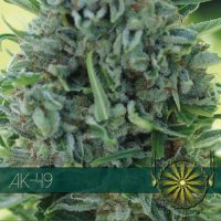 Vision  Cannabis  Seeds  Ak 49