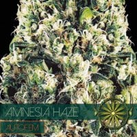 Vision  Cannabis  Seeds  Amnesia  Haze  Auto