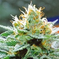 Vision  Cannabis  Seeds  Amnesia  X  Buddha  Kush