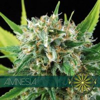Vision  Cannabis  Seeds  Amnesia