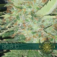Vision  Cannabis  Seeds  Big  Bud