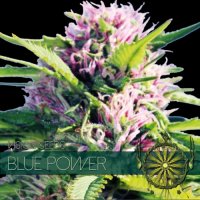 Vision  Cannabis  Seeds  Blue  Power