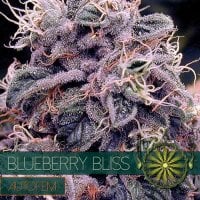 Vision  Cannabis  Seeds  Blueberry  Bliss  Auto