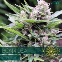 Vision  Cannabis  Seeds  Bona  Dea  Cbd