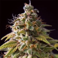 Vision  Cannabis  Seeds  Caramel  Monster