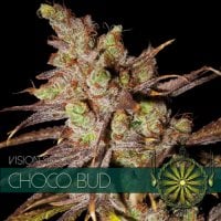 Vision  Cannabis  Seeds  Choco  Bud