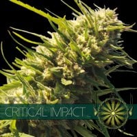 Vision  Cannabis  Seeds  Critical  Impact