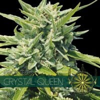 Vision  Cannabis  Seeds  Crystal  Queen