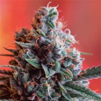 Vision  Cannabis  Seeds  Dark  Star  X  Ak 49