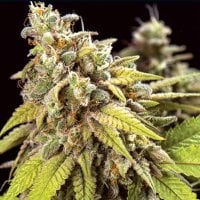 Vision  Cannabis  Seeds  Doctor  Jamaica  Auto