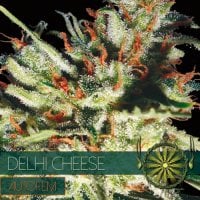 Vision  Cannabis  Seeds  Gouda  S  Grass  Auto