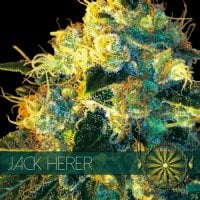 Vision  Cannabis  Seeds  Jack  Herer