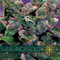 Vision  Cannabis  Seeds  La  Blanca  Gold  Auto