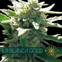 Vision  Cannabis  Seeds  La  Blanca  Gold